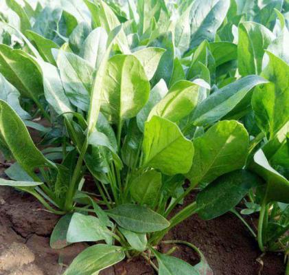 秋菠菜种植时间，秋菠菜上市时间