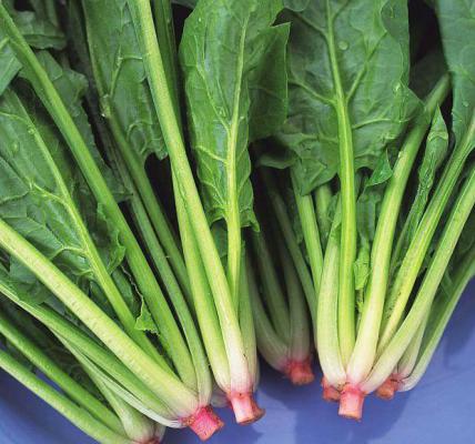 红根菠菜的功效与作用