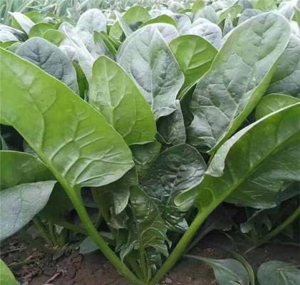 宝宝吃菠菜好吗？宝宝如何吃菠菜？