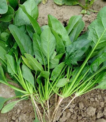 孕妇能吃菠菜吗？孕妇能不能吃菠菜？