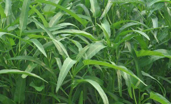 怎么吃空心菜才健康