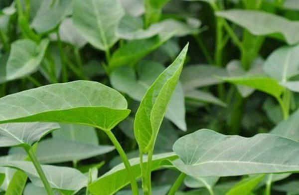 糖尿病吃点空心菜