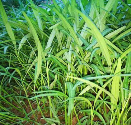 空心菜名字的来历