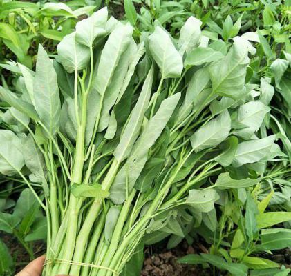 空心菜的食疗功效