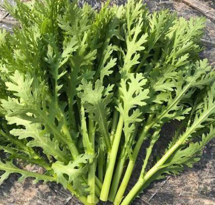 女人吃茼蒿有什么好处？