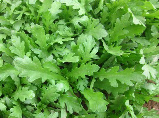 为什么男性要少吃茼蒿？