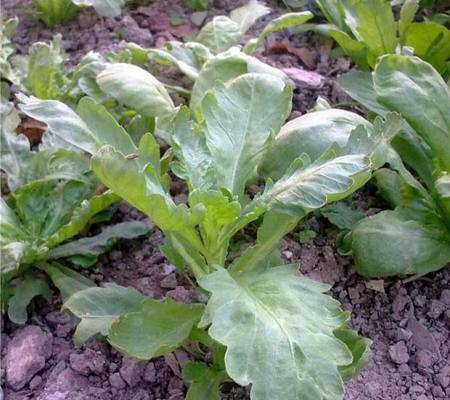 什么人不能吃茼蒿？