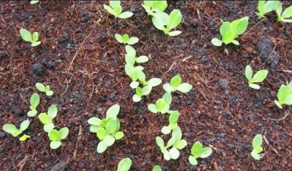 生菜种植时间和生长时间