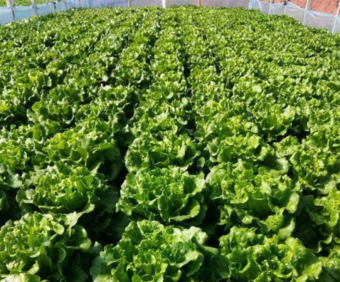 适宜春夏种植的生菜品种