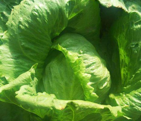 奶油生菜的功效与作用