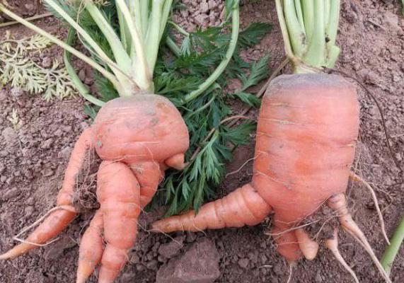 胡萝卜杈根的原因是什么？