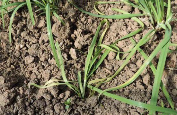韭菜死株是什么原因？