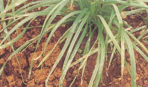 韭菜白粉病如何防治，韭菜白粉病用什么药？