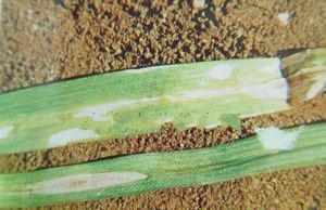 韭菜炭疽病如何防治？韭菜炭疽病用什么药？