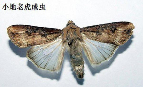 芦笋地老虎如何防治？