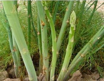 芦笋锈病用什么药，芦笋锈病怎么治？