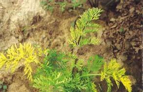 胡萝卜黄化病发病条件，胡萝卜黄化病防治方法