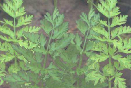 胡萝卜花叶病毒病用什么药？