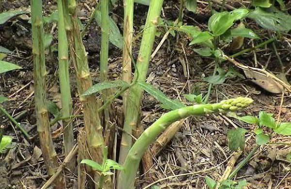 芦笋枯梢病如何防治，芦笋枯梢病用什么药？