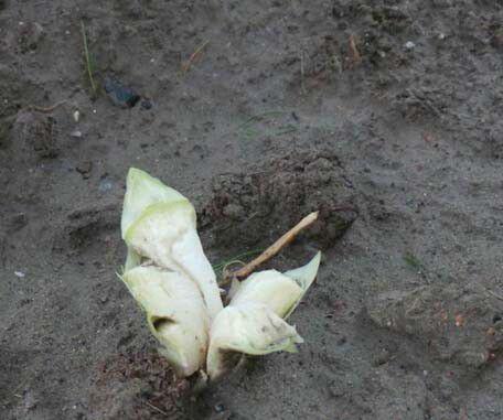 芦笋嫩茎开裂是怎么回事？