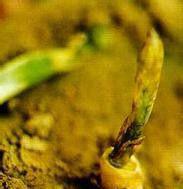 芦笋茎腐病如何防治，芦笋茎腐病用什么药？