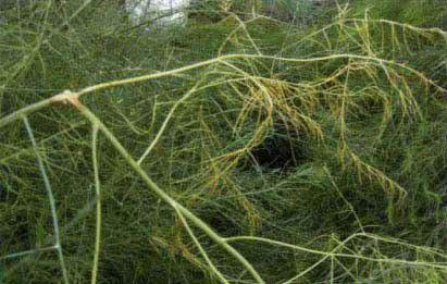 芦笋菌核病如何防治，芦笋菌核病用什么药？