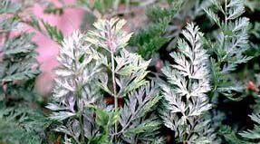 胡萝卜白粉病如何防治，胡萝卜白粉病用什么药？