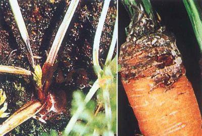 胡萝卜根腐病发病症状，胡萝卜根腐病防治方法