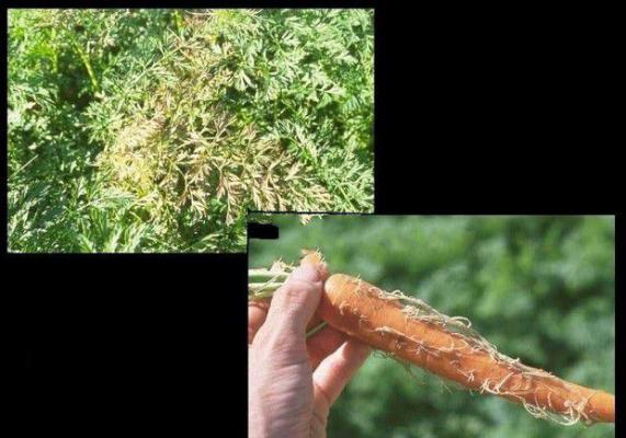 胡萝卜枯黄病如何防治？胡萝卜枯黄病症状