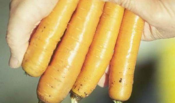 胡萝卜丝核菌根腐病如何防治？