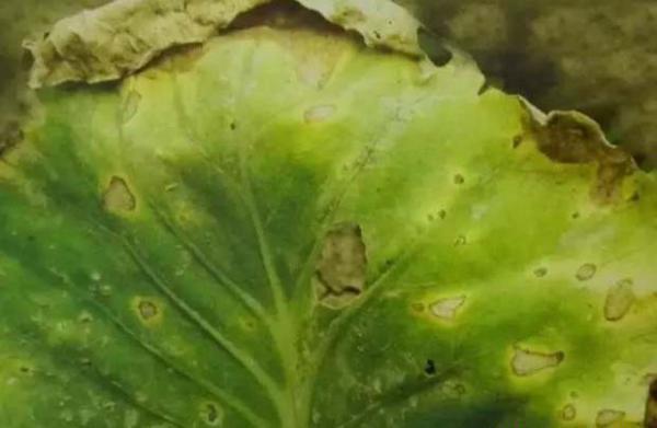 甘蓝褐斑病的症状，甘蓝褐斑病的防治方法