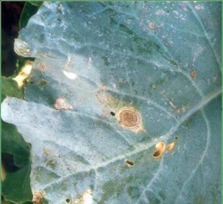 甘蓝炭疽病的发病症状，甘蓝炭疽病的防治方法