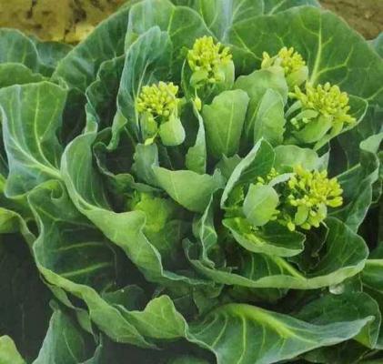 甘蓝先期抽薹的原因及防治