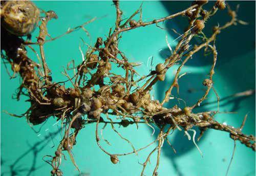 甘蓝根结线虫病防治方法（甘蓝根结线虫病用什么药）