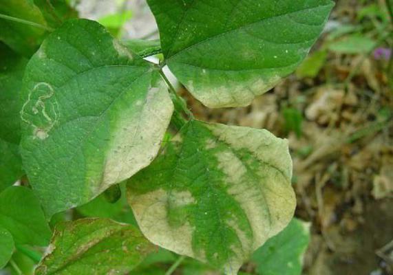 四季豆疫病如何防治？