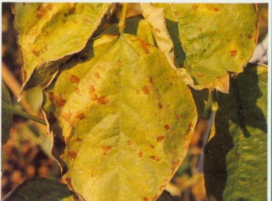 四季豆褐缘白斑病如何防治？