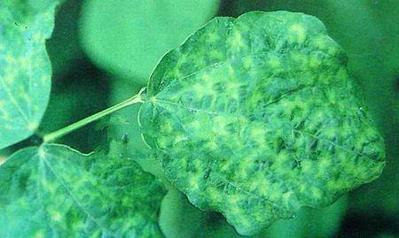 四季豆花叶病毒病用什么农药？