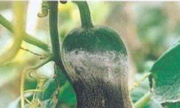 丝瓜褐腐病用什么药（丝瓜褐腐病防治方法）