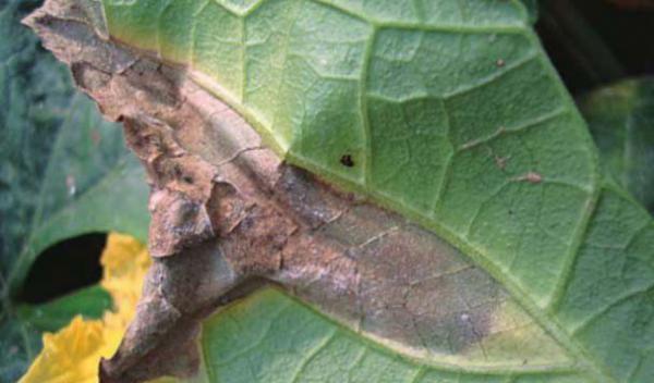 丝瓜菌核病发病症状（丝瓜菌核病防治方法）