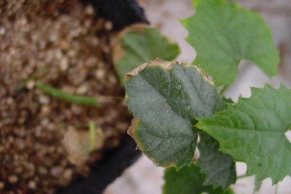 丝瓜低温冷害症状（丝瓜低温冷害防治方法）