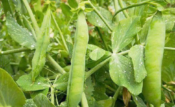 豌豆需肥规律（豌豆施肥方案）