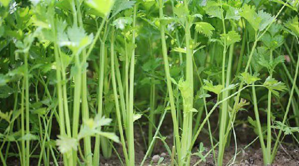 芹菜需肥规律（芹菜施肥要点）