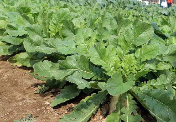 萝卜需肥规律（萝卜需肥特点）