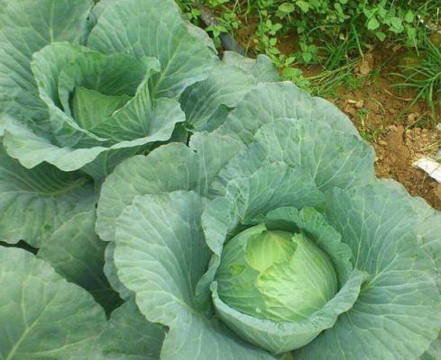 结球甘蓝需肥特点（结球甘蓝施肥技术）