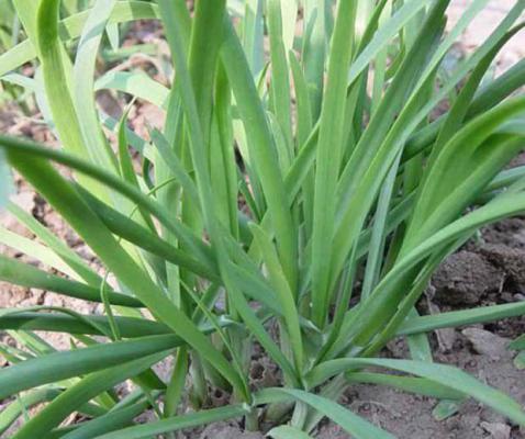 韭菜需肥特点（韭菜施肥技术）
