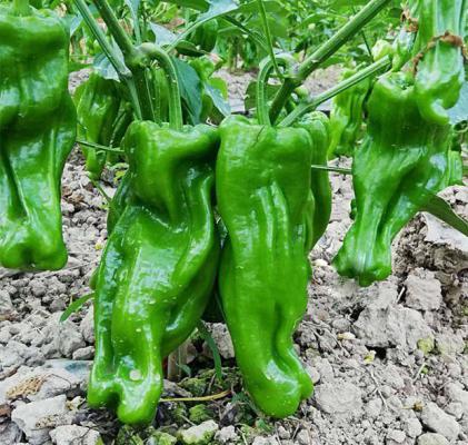 辣椒需肥特点（辣椒施肥技术）