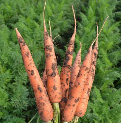 胡萝卜需肥特点（胡萝卜施肥要点）