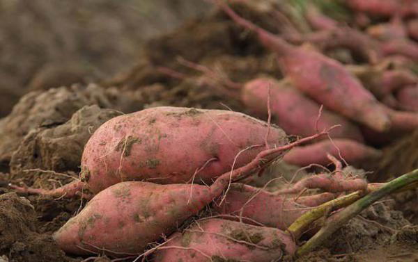 种红薯施肥方案（红薯施肥时间和方法）