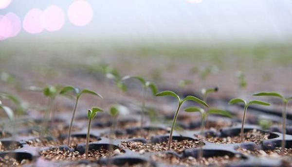 番茄什么时候施肥，如何给番茄施肥？