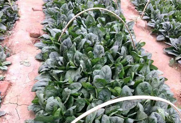 适宜夏播的菠菜品种